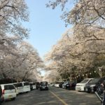 印西市でお花見を楽しむなら小林牧場がおすすめ!市内有数の桜スポット